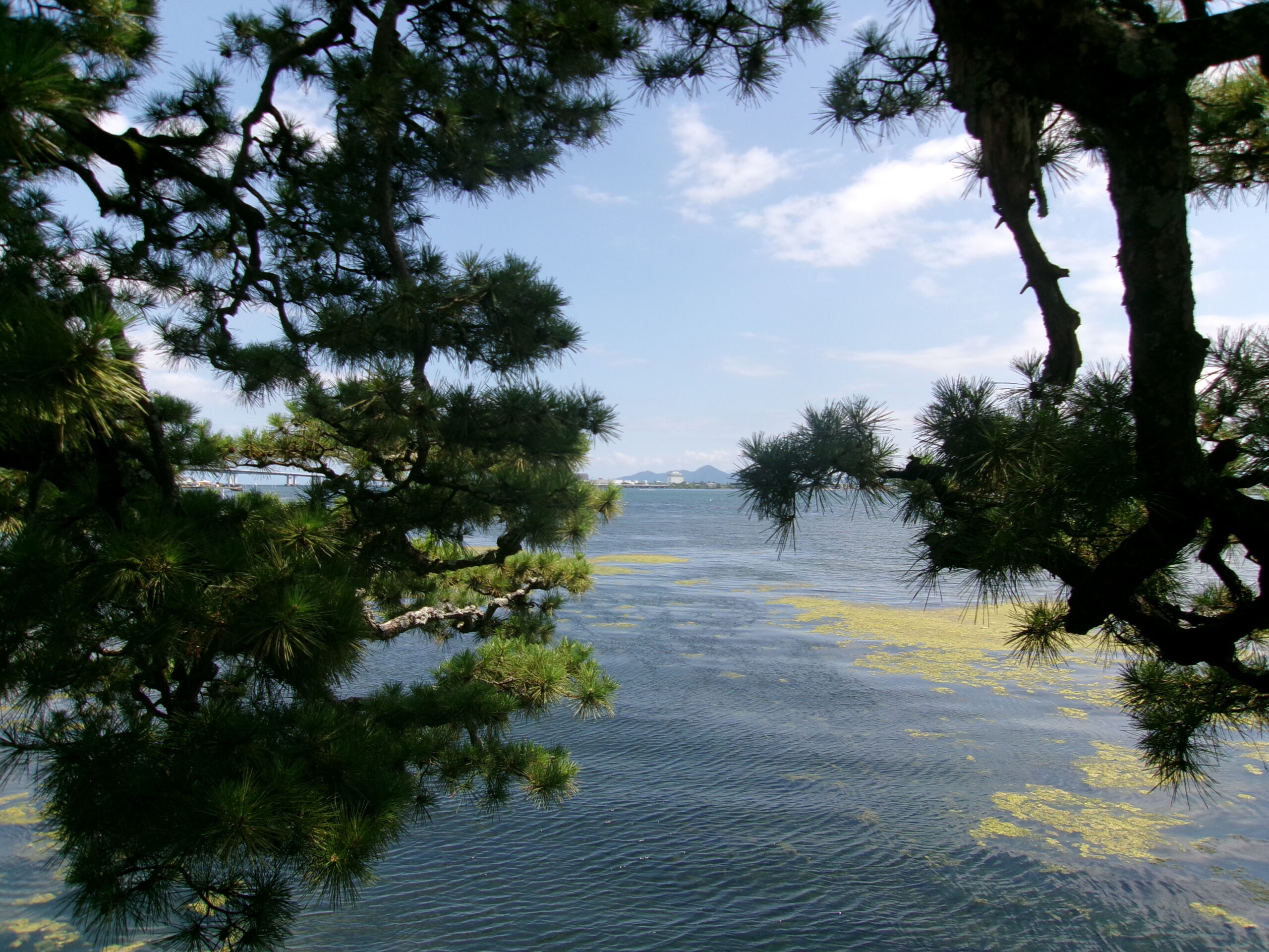 浮御堂の松の裏から